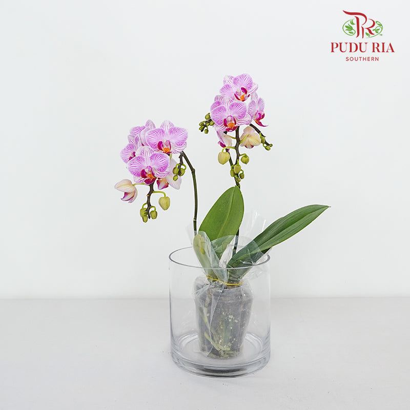 Phalaenopsis Orchid Purple White Mini Double Stem