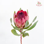 Protea Sylvia - (2 Stems)
