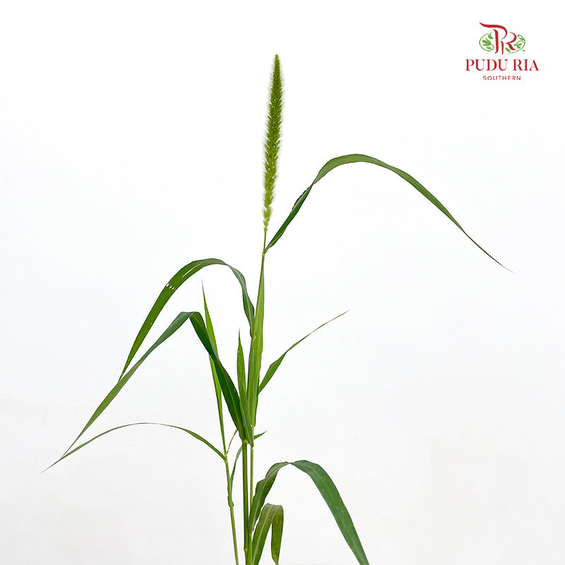 Cattail 香蒲 - (Per Bundle)