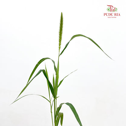 Cattail 香蒲 - (Per Bundle)