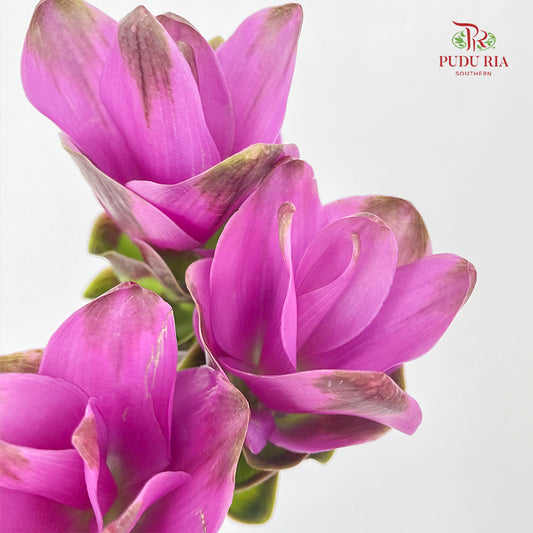 Curcuma Purple - (3 Stems)