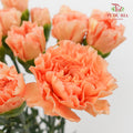 Carnation Eliza Orange 康乃馨 - (18-20 Stems)