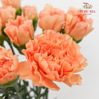 Carnation Eliza Orange 康乃馨 - (18-20 Stems)