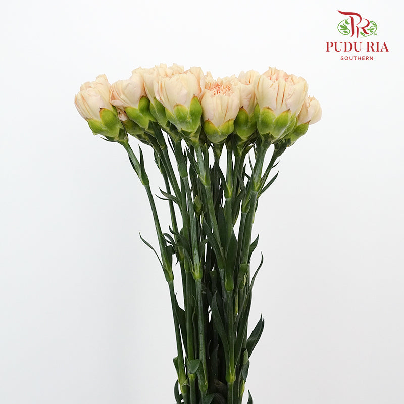 Carnation St Nostalgia (18-20 Stems) - Pudu Ria Florist Southern