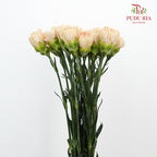 Carnation St Nostalgia (18-20 Stems) - Pudu Ria Florist Southern