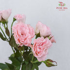 Rose Spray Pink (8-10 Stems) - Pudu Ria Florist Southern
