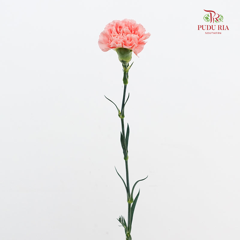 Carnation Mermaid Pink 人鱼粉康乃馨- (18-20 Stems)