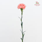 Carnation Mermaid Pink 人鱼粉康乃馨- (18-20 Stems)