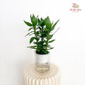 Hydro Lotus Bamboo