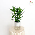 Hydro Lotus Bamboo