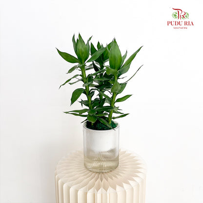 Hydro Dracaena Bamboo