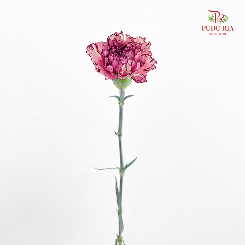 Carnation Princess Maya 玛雅公主康乃馨 - (18-20 Stems)
