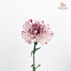 Carnation 变异尤香康乃馨 - (18-20 Stems)