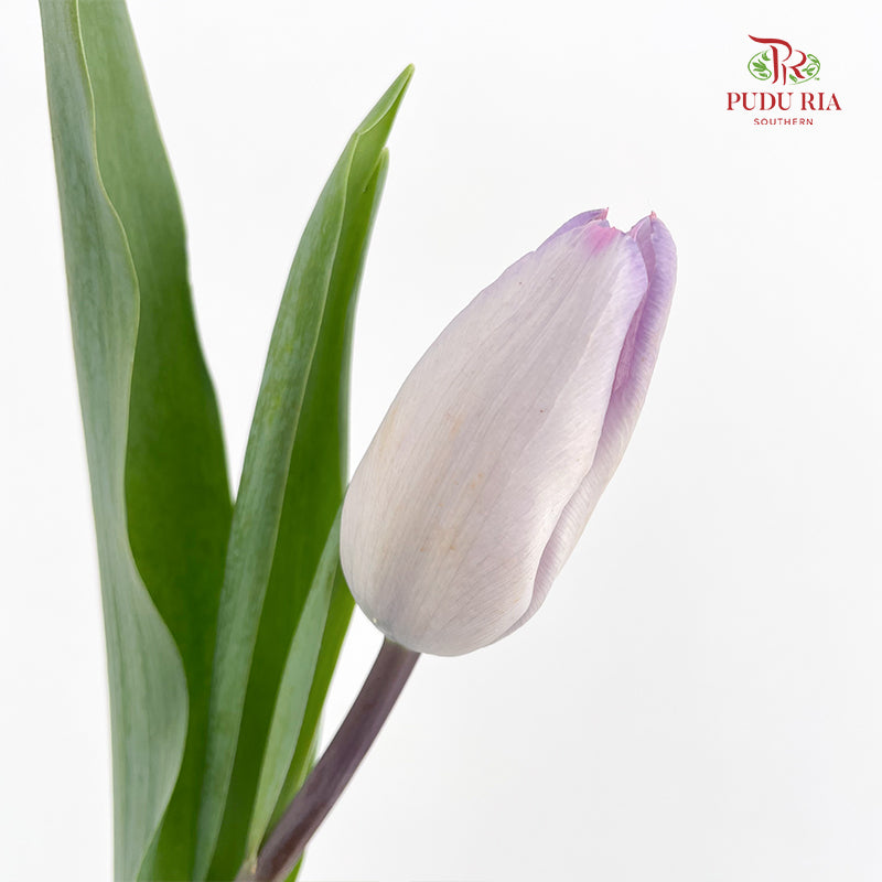Tulip Purple 郁金香 - (8-10 Stems)