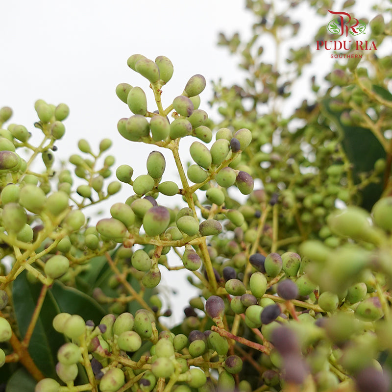Ligustrum Lucidum (Mi Zhen Berry & Flower) 女贞 - (Per Bundle)