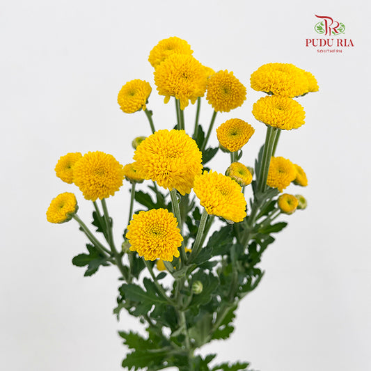 Chrysanthemum Santini / Calimero Mini Button Yellow
