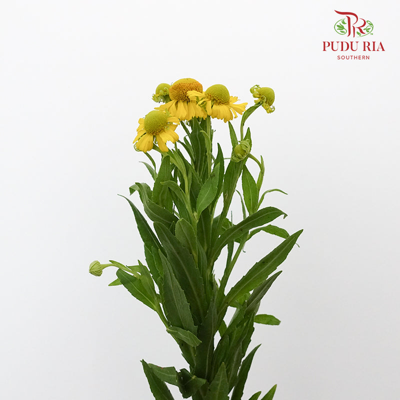 June Daisy - Pudu Ria Florist Southern