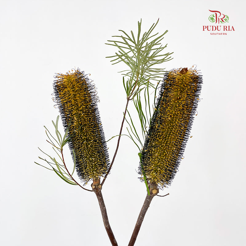 Banksia Yellow/Black 佛塔树 - (2 Stems)