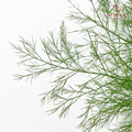 Cocktail Leaf - (Per Bundle)