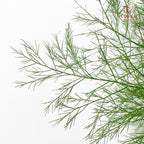 Cocktail Leaf - (Per Bundle)