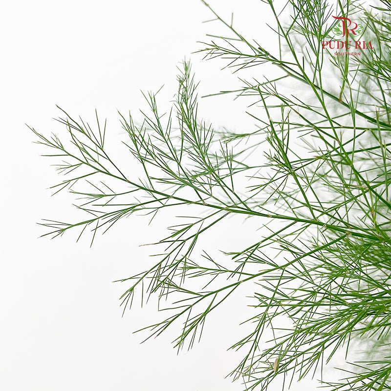 Cocktail Leaf - (Per Bundle)