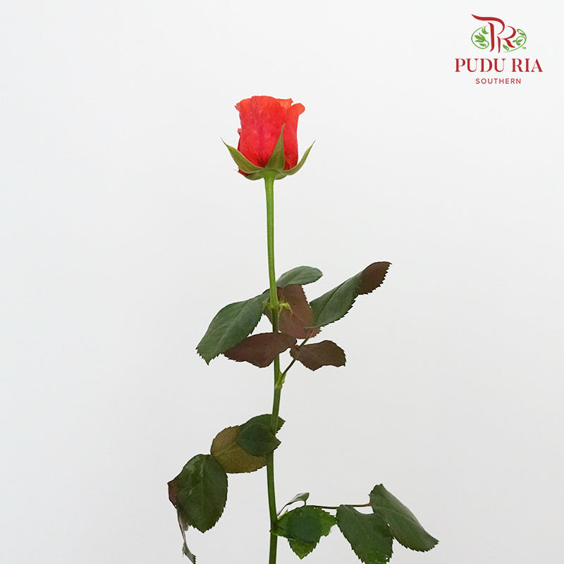 Rose Yellow / Peach (19-20 Stems) - Pudu Ria Florist Southern