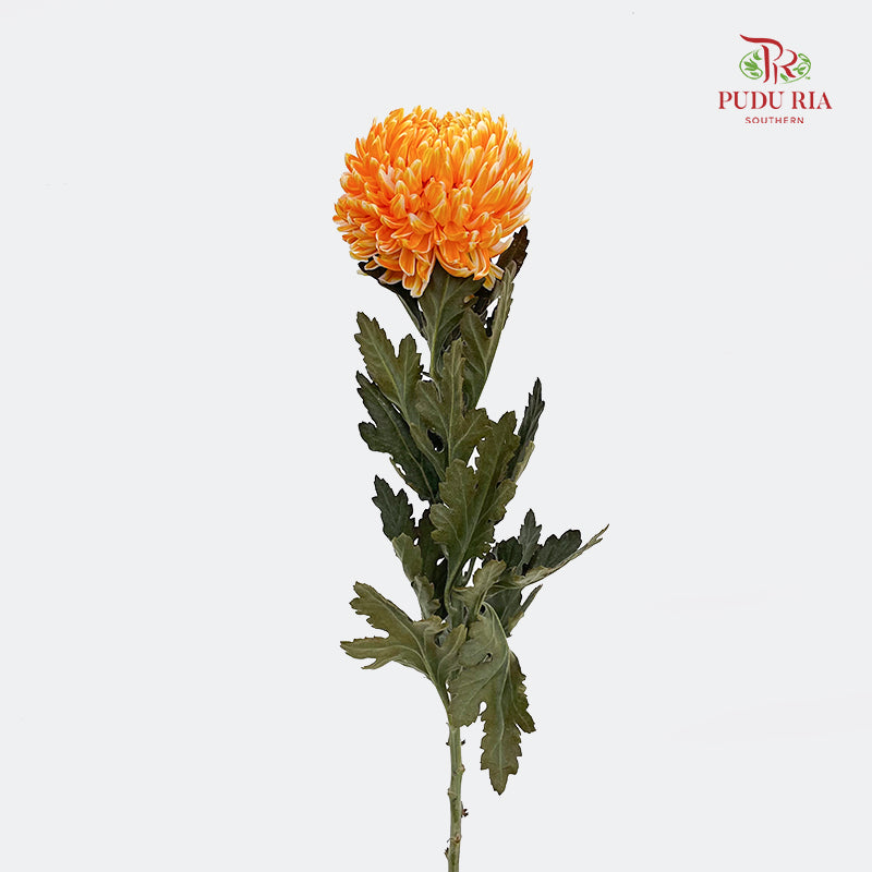 Peony Chrysanthemum Dyed Orange 牡丹菊 - (5 Stems)
