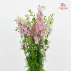 Delphinium Consolida Pink - ( Per Bundle)