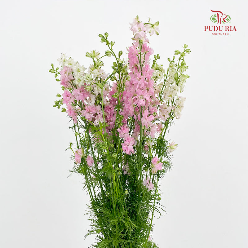 Delphinium Consolida Pink - ( Per Bundle)