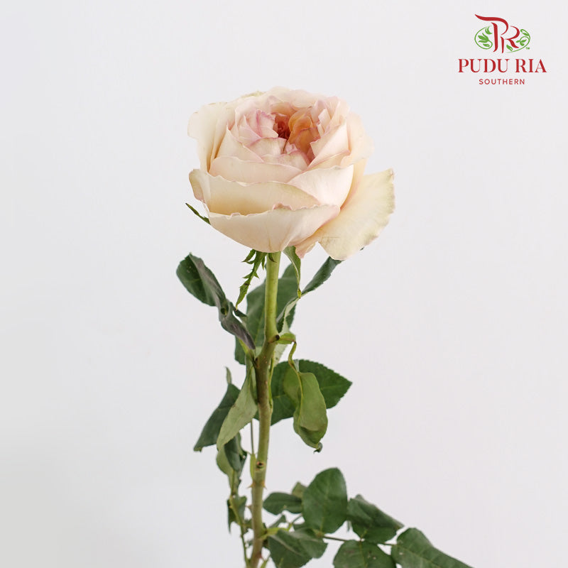 Rose Cream X-Pression - (8-10 Stems)