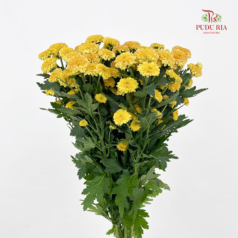 Chrysanthemum Calimero Pompom Miller Bronze - (10-12 Stems)