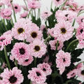 Chrysanthemum Pompom Daisy Pink 2 - (10-12 Stems)
