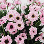 Chrysanthemum Pompom Daisy Pink 2 - (10-12 Stems)