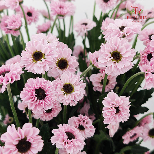 Chrysanthemum Pompom Daisy Pink 2 (10-12 Stems)