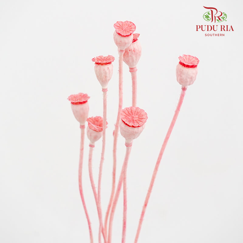 Dry Corn Poppy Fruit - Pink