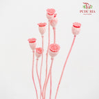 Dry Corn Poppy Fruit - Pink