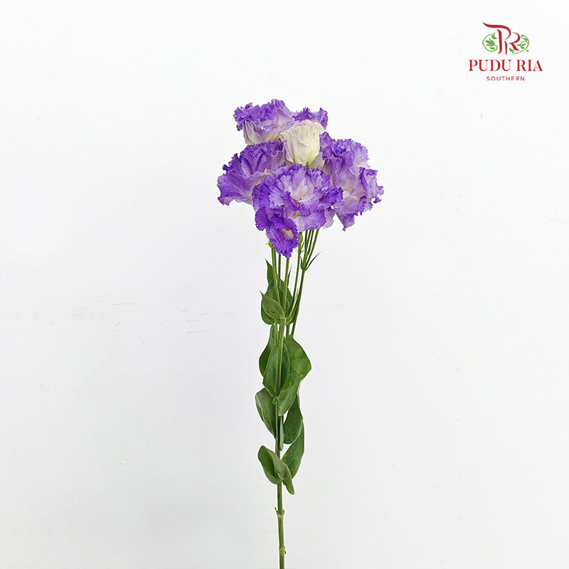 Eustoma Wave Purple - (12-15 Stems)