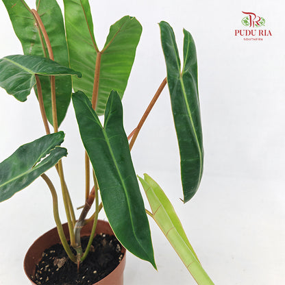 Philodendron Billietiae