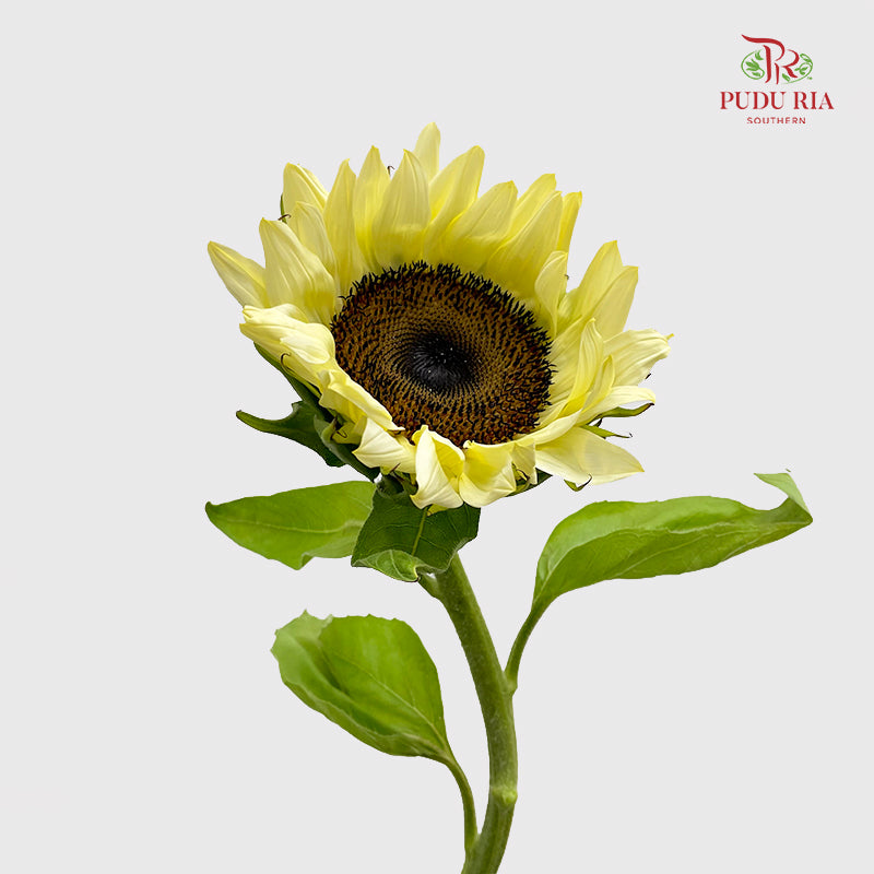 Sunflowers Yellow 向日葵 - (5 Stems)