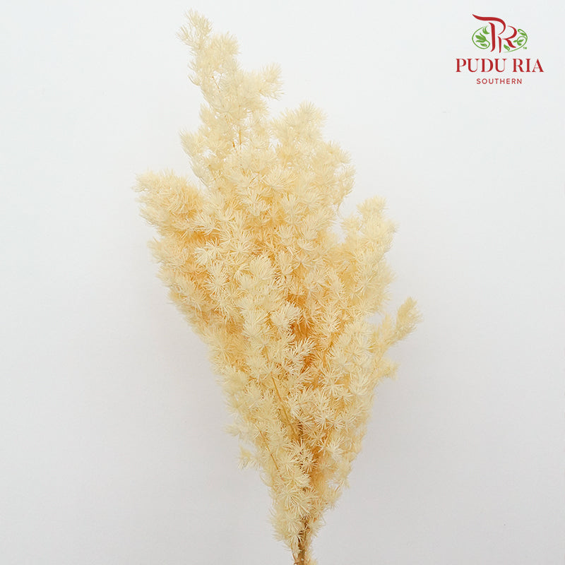 Preservative Asparagus Fern Natural - Pudu Ria Florist Southern