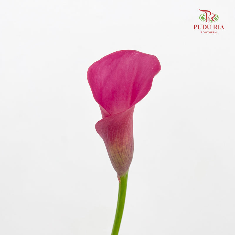 Calla Lily Pink 海芋 - (5 Stems)