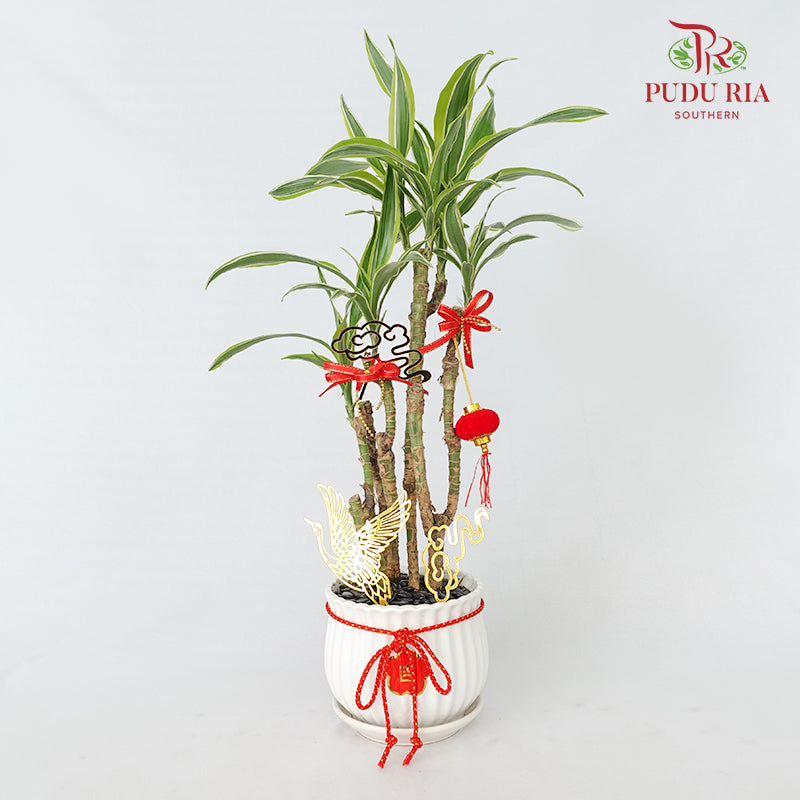 CNY Potted Plant Arrangement 2024#43