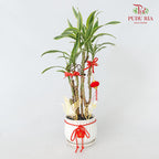 CNY Potted Plant Arrangement 2024#43