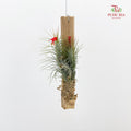 Tillandsia Ionantha (Hanging)