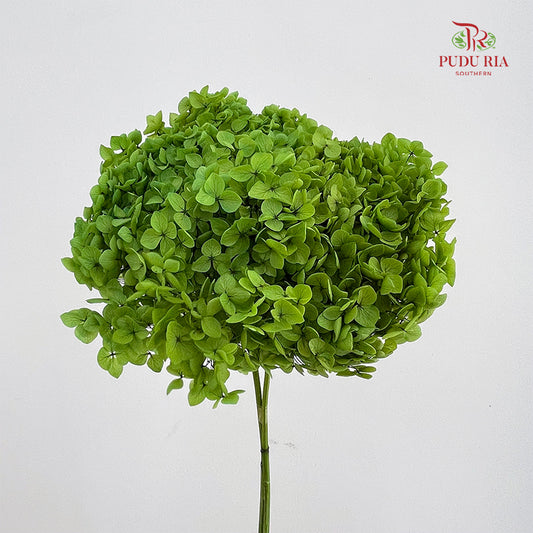 Preservative Hydrangea - Kelly Green / Per Stem