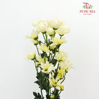 Chrysanthemum Pompom Yellow (10-12 Stems) - Pudu Ria Florist Southern