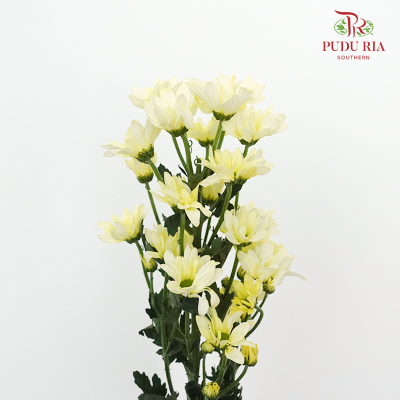 Chrysanthemum Pompom Yellow (10-12 Stems) - Pudu Ria Florist Southern