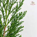 Sabina Chinensia - (Per Bundle)