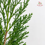 Sabina Chinensia - (Per Bundle)