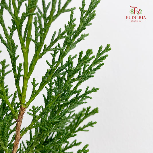 Sabina Chinensia - (Per Bundle)